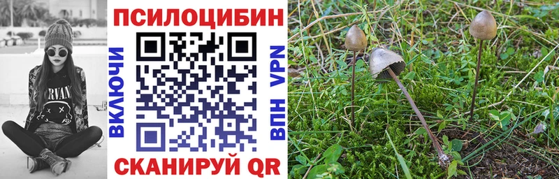 закладка  Верхняя Тура  Галлюциногенные грибы Psilocybe 
